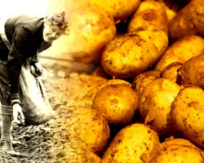 Plantar batatas foi considerada uma atividade agrícola degradante durante muito tempo.
